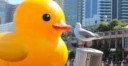 giant duck