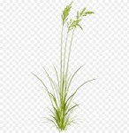 sweet-grass-11549719225xqfsrbfald.png