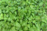 Mentha-oregano.jpg