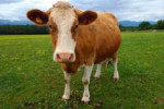 600px-Brown-Guernsey-cow.png