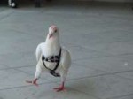 pigeonpants.jpg