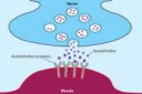 acetylcholine-and-receptor.jpg