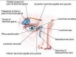 sleznueorganuclipimage002.jpg