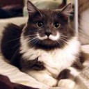 Most-Famous-Felines-034