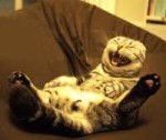 funny-cat-laughing-so-hard-6722.jpg