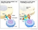 immune-checkpoint-enlarge.v100154616[1].jpg