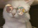 cat anime glasses reflection.jpg