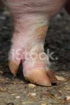 24838925-leg-and-hoof-a-domestic-pig.jpg