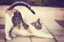 stretching-cat-1