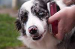 Border-collie-bleu-merle-on-the-phone.jpg