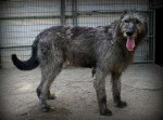 Irish-Wolfhound-01.jpg