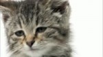 Sad Cat Diary.webm