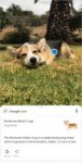 Corgi-9608fe0581ff176704a801155198a4bd-234x460.png