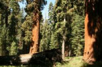 giant-redwood-trees-in-yosemite.jpg