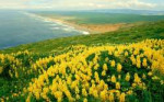 Wild Lupines Point Reyes National Seashore California.jpg