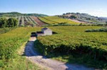 smallfarmhouseinthemiddleofvineyardsinabruzzoitaly.jpg