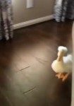 ducc.webm