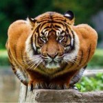 crouching-tiger-24066.jpg