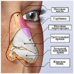 anatomynose.jpg