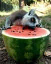 joke-funny-photo-Lemur-Eating-a-Watermelon