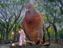 Giant-Pigeon.jpg