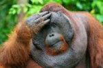 orangutan.jpg