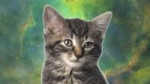 Space Cats — Magic FlyHD.webm