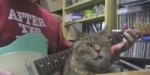 o-SNAGGLETOOTH-CAT-GUITAR-facebook.jpg