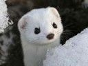 white-ferret-in-snow-wallpaper-2