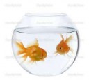 depositphotos10883850-stock-photo-two-goldfish-in-fish-bowl.jpg