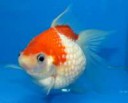 Золотая-рыбка-жемчужинка-анг.-Pearlscale-goldfish[1].jpg