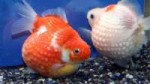 09-2.pearlscale-goldfish-500x280[1].jpg