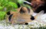 CorydoraspandaDornenwolf[1].jpg