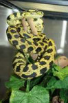 snakemissworld2013030901323305.jpg