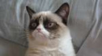 grumpy-cat[1].jpg