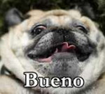 Bueno (ugly pug).jpg