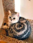 cat-swirl-850x1091-798x1024.jpg