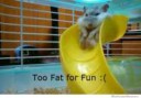 too-fat-for-fun.jpg