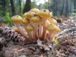 Armillaria-mellea-01.jpg