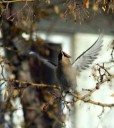 waxwing