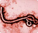 1ebola