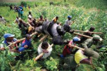 GorillaintheCongo-BrentStirton2007.jpg