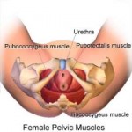 Human-Anatomy-Physiology-Of-Pelvis-210856549275575.png