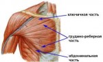 pectoralisanatomy.jpg