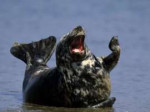 laughing-seals-7.jpg