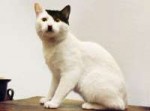 kitler-810x607.jpg