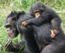 chimps-carry-babies.jpg