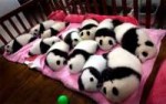 Baby-Pandas.jpg