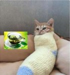 cat tea.jpg