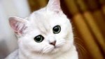 sad-white-cat-desktop-background.jpg